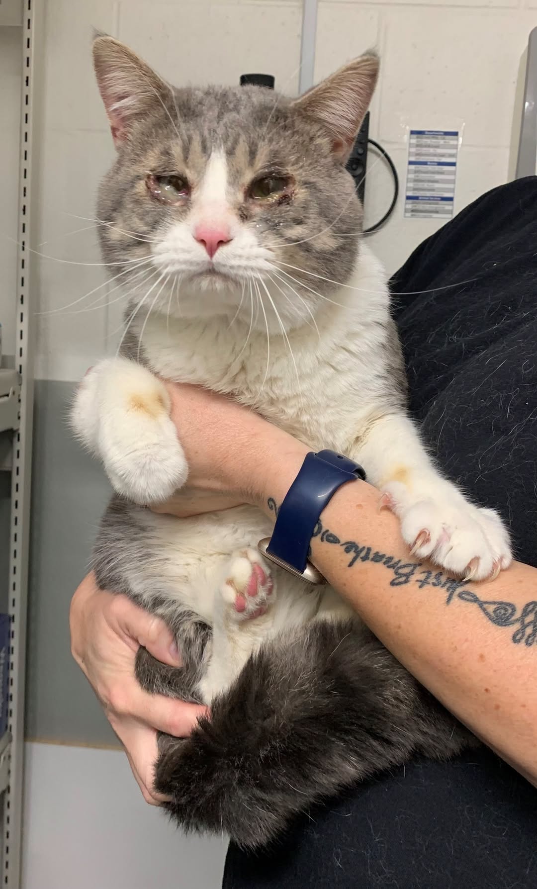 Found cat