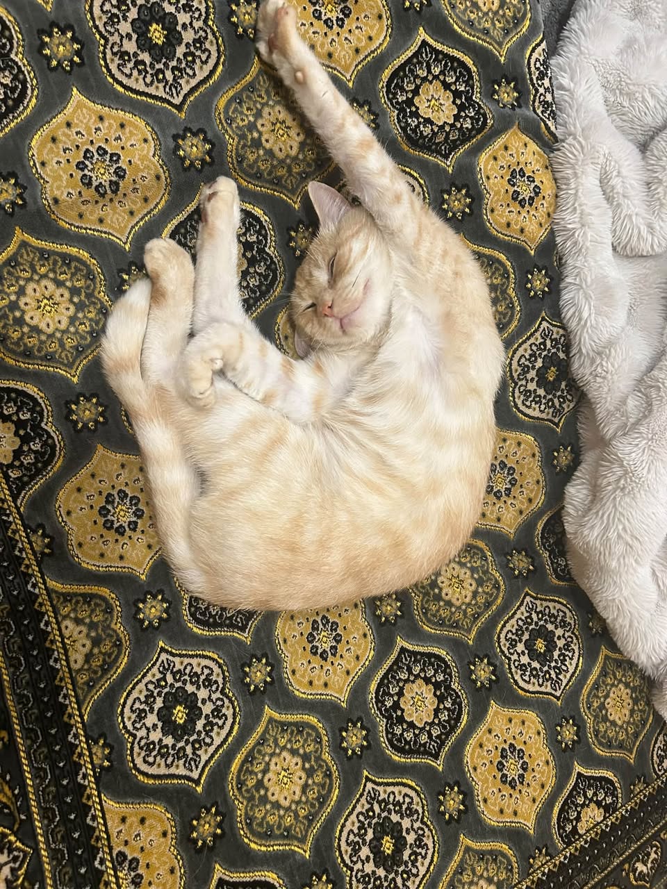 Lost cat