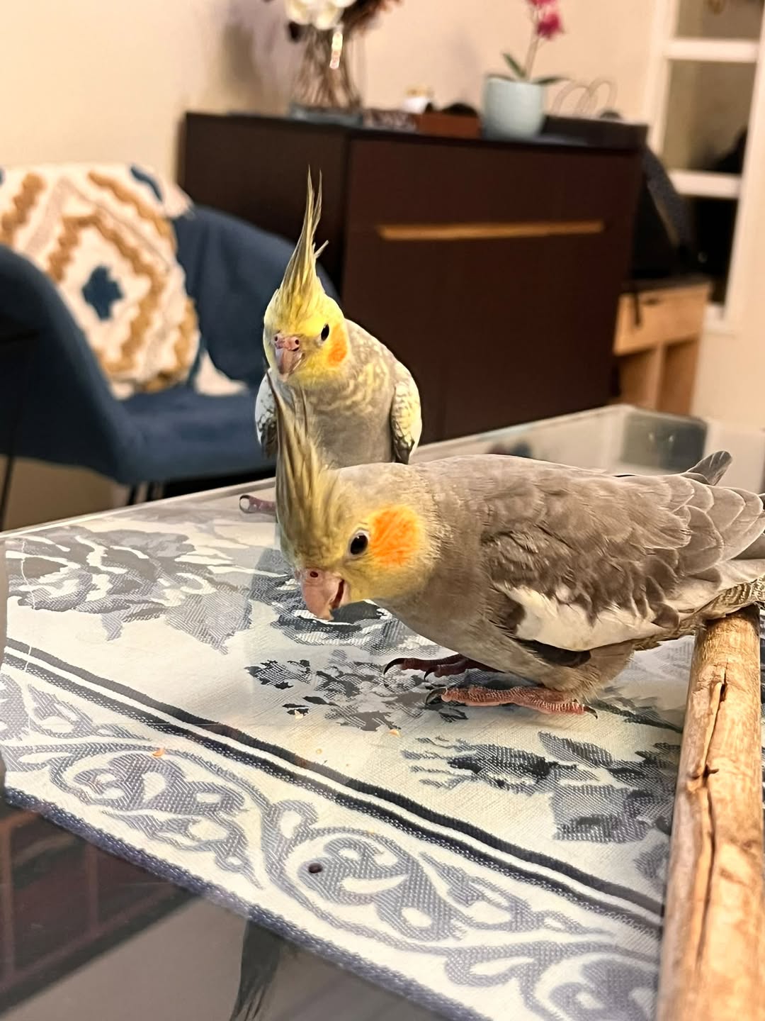 Lost Bird in Doha
