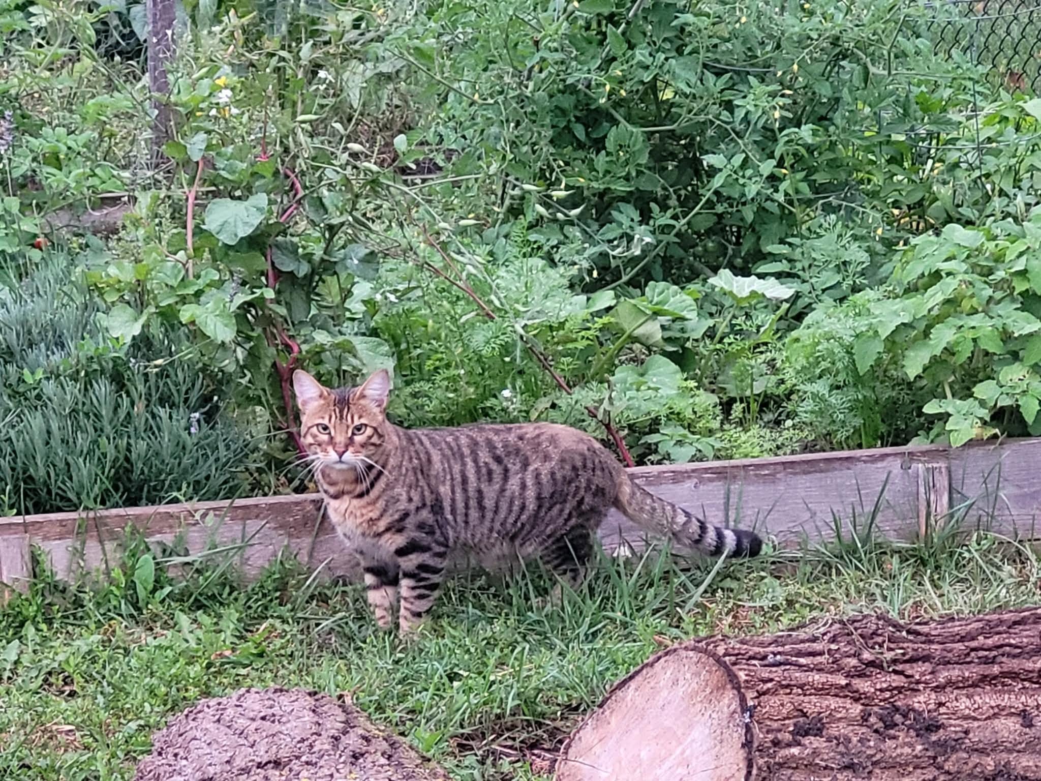 Found cat