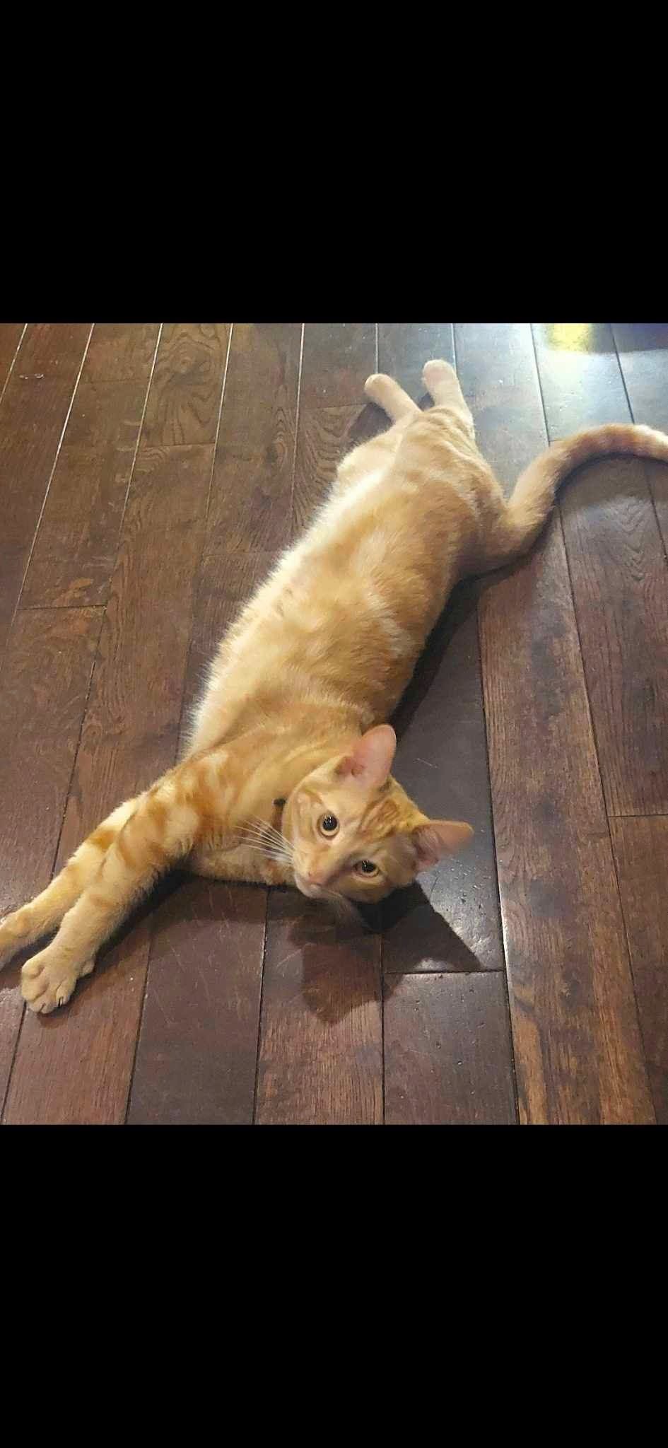 Lost cat
