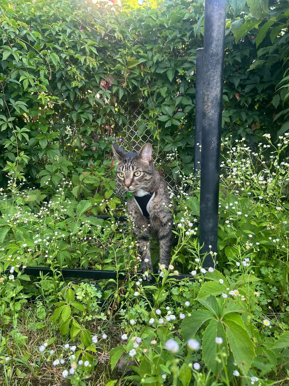 Lost Cat in Waterloo