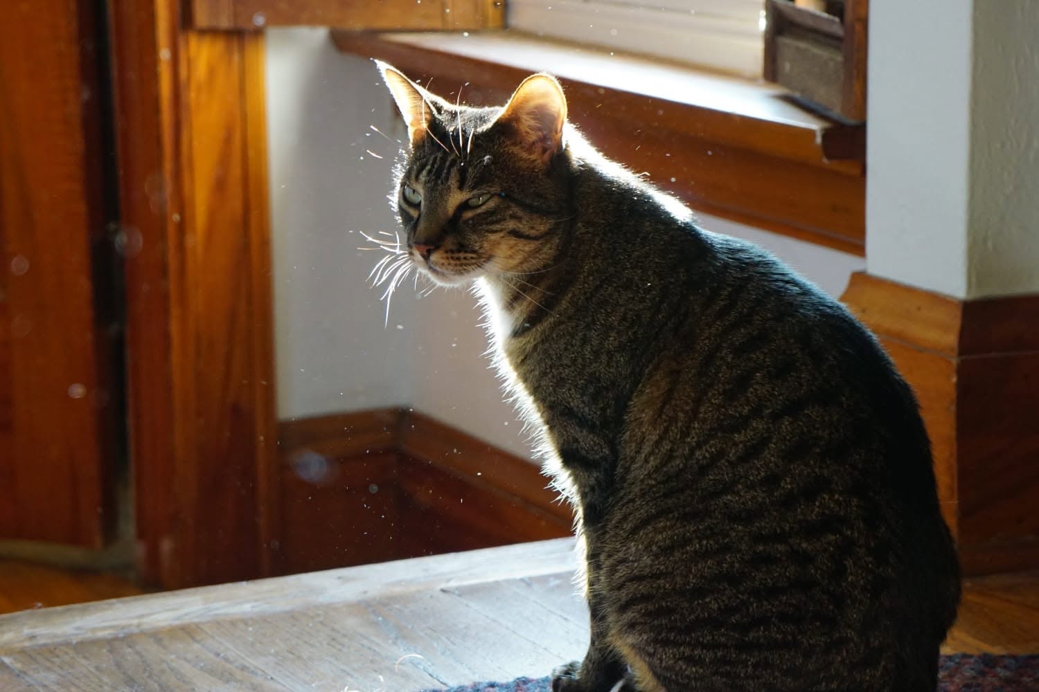 Lost cat