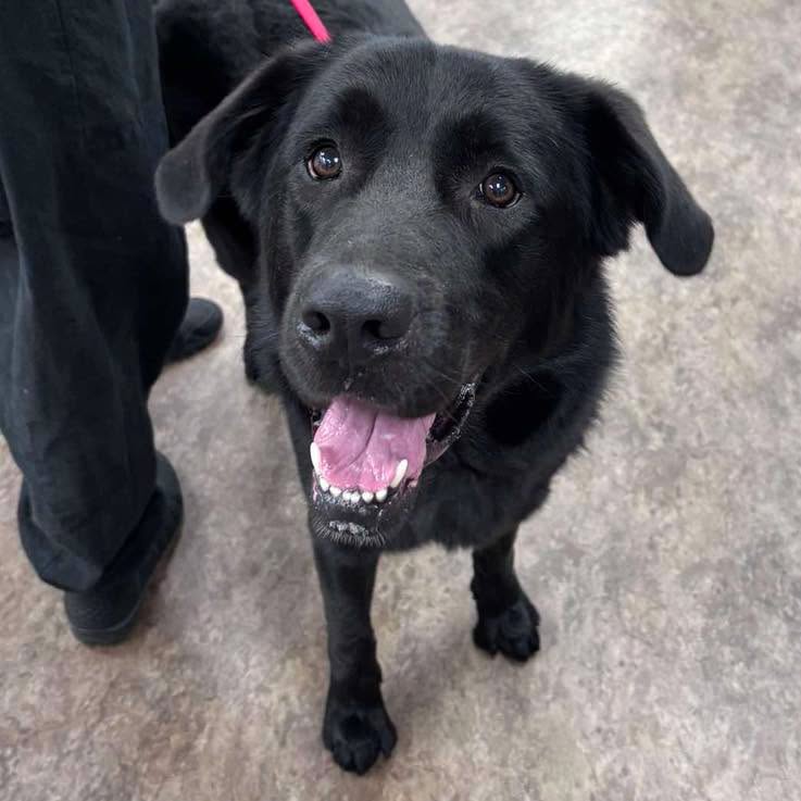 Found dog