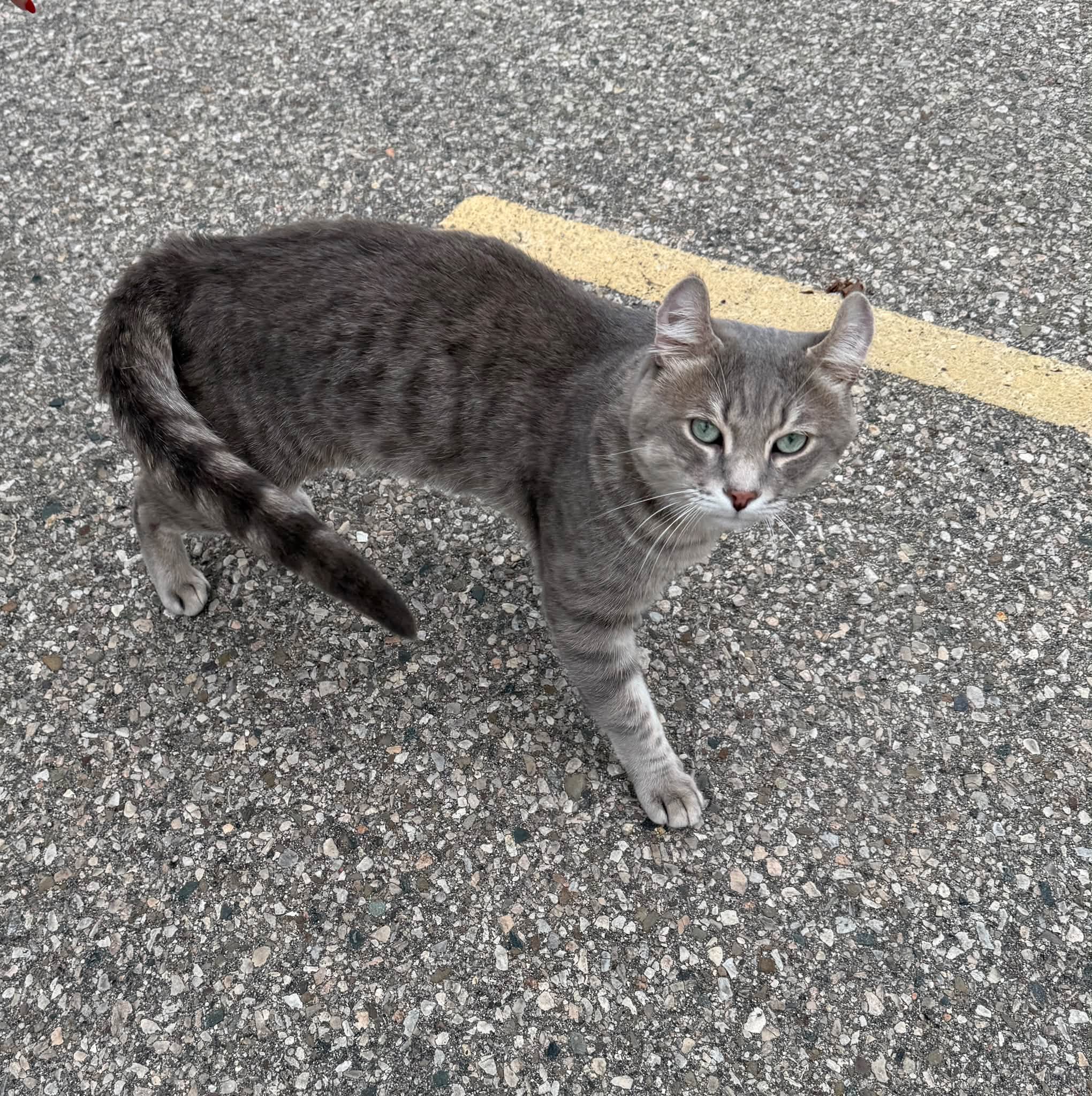 Found cat