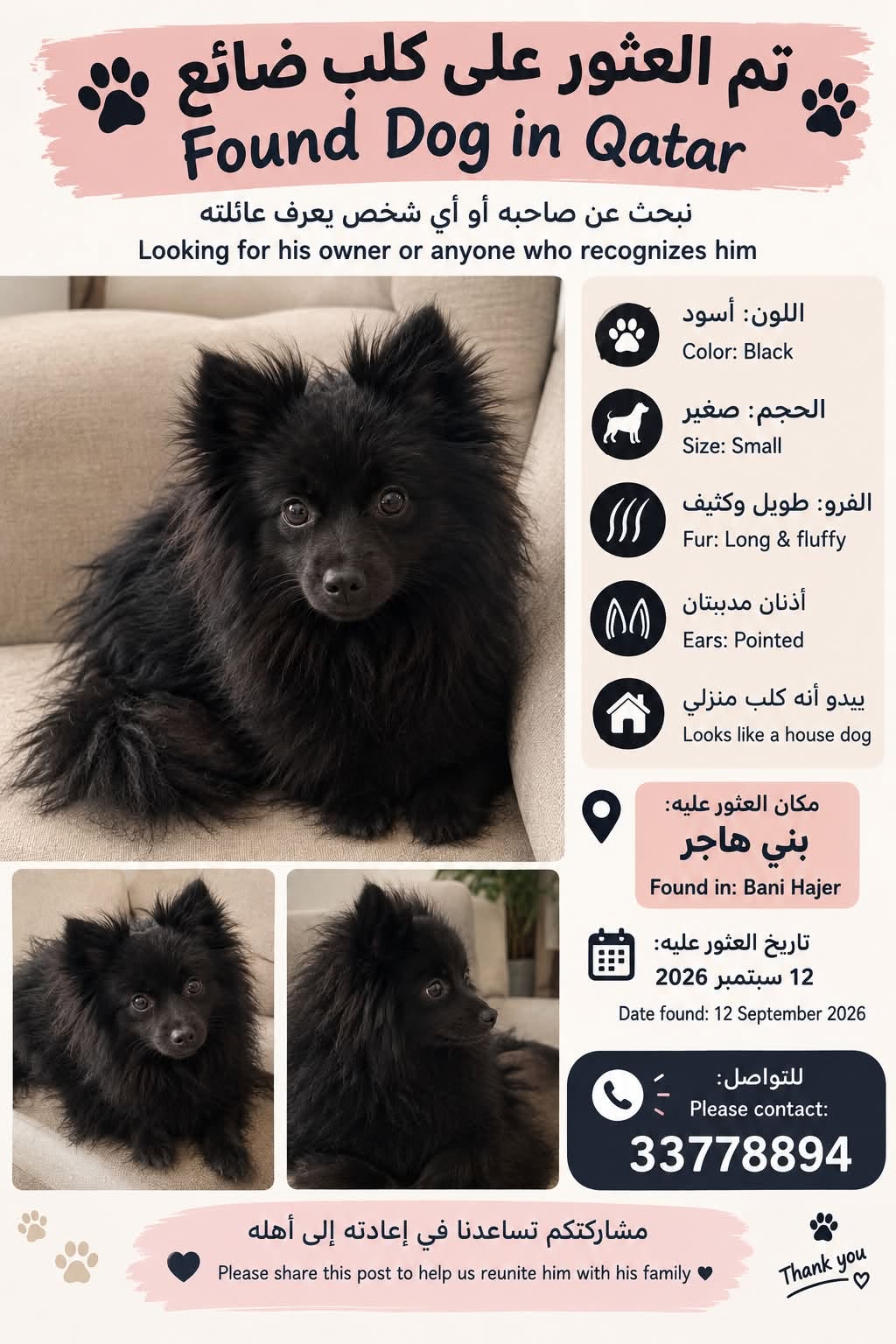 Found Dog in Doha