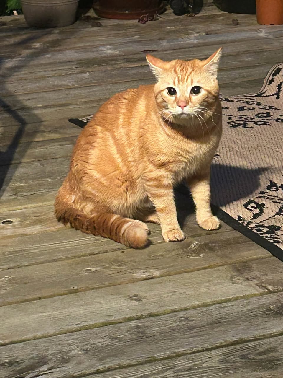 Found cat