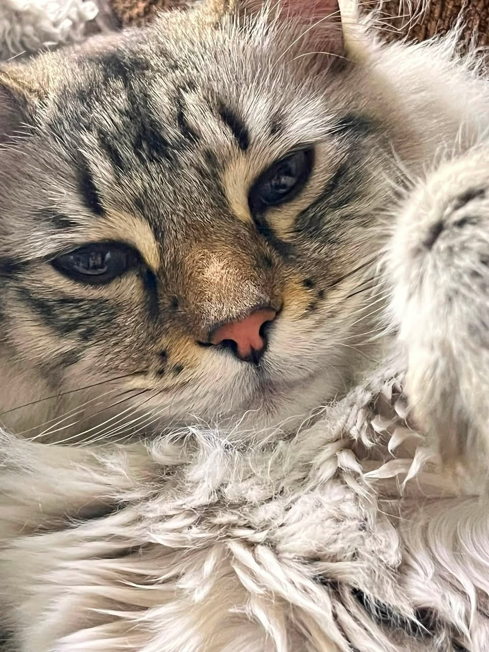 Found cat