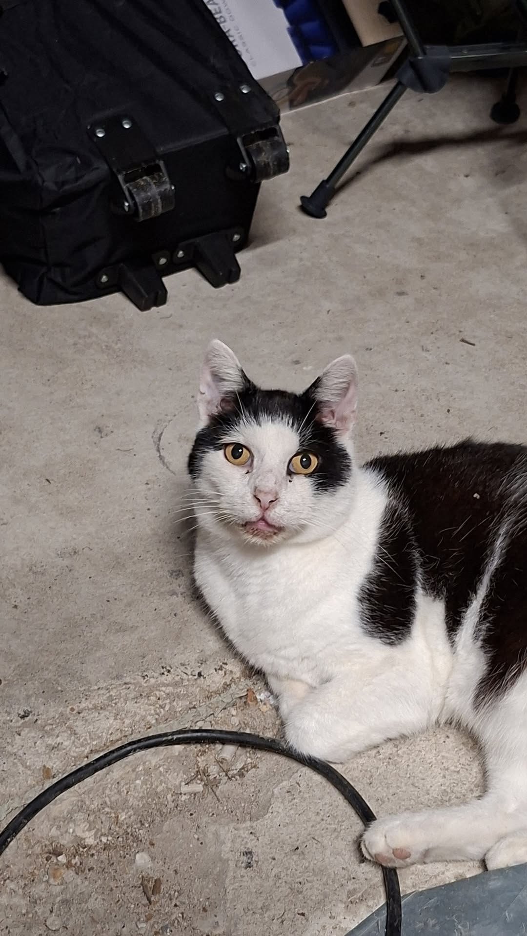 Lost Cat in IbbenbüRen