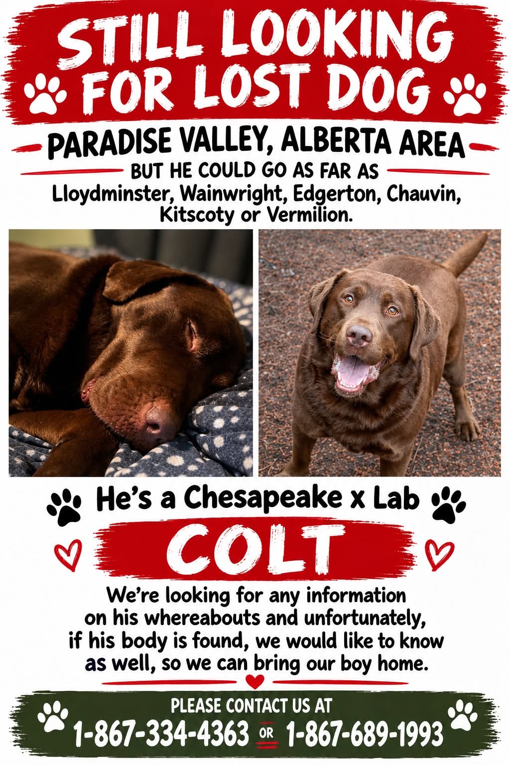 Lost Dog in Paradise Valley