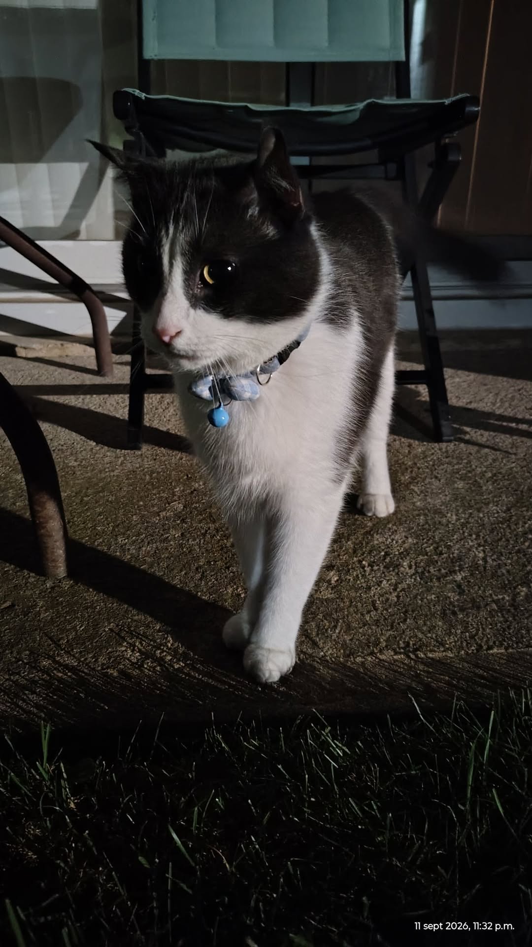 Found cat