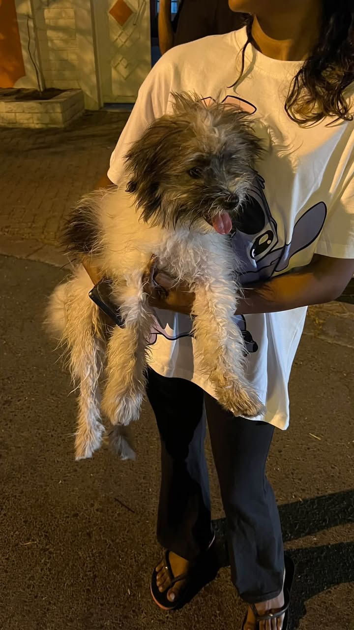 Found dog