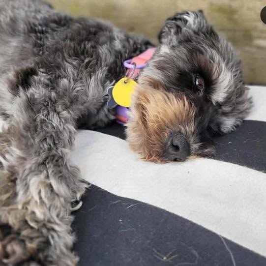 Lost Dog in Lackner Woods