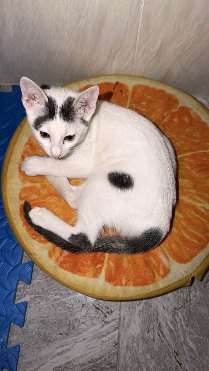 Lost Cat in Al Wakrah