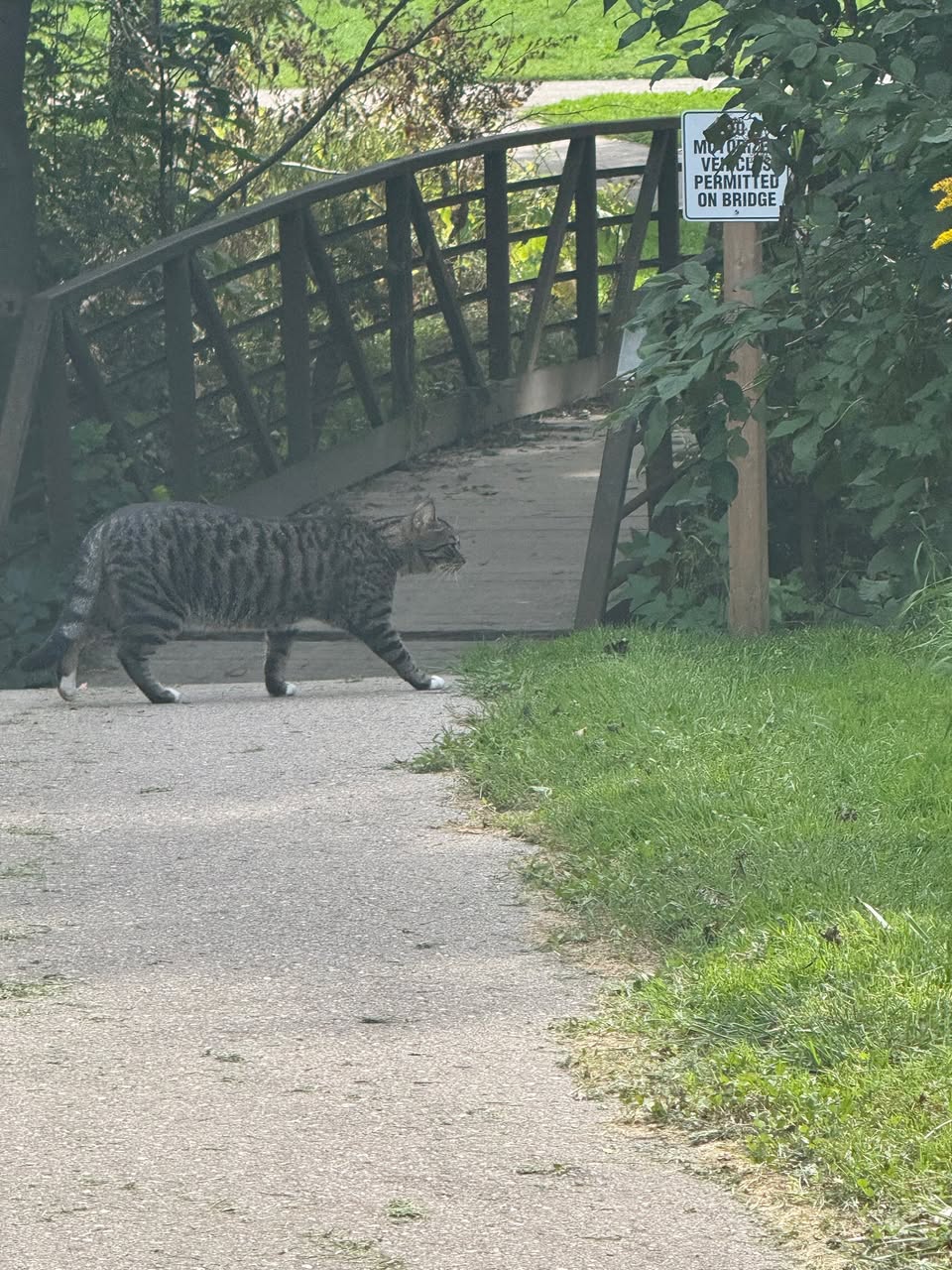 Found cat