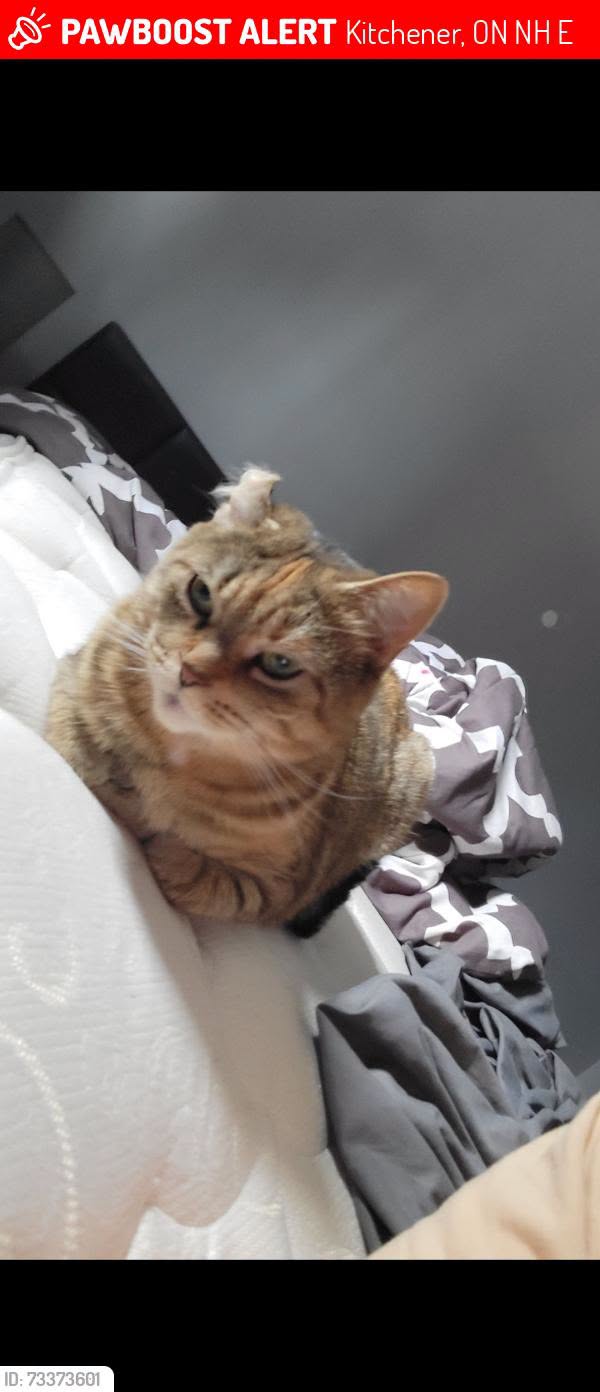 Lost Cat in Kitchener