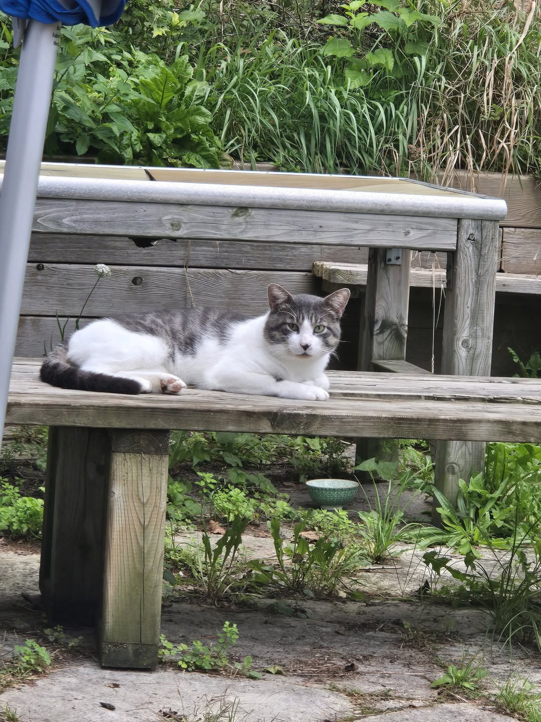 Found cat