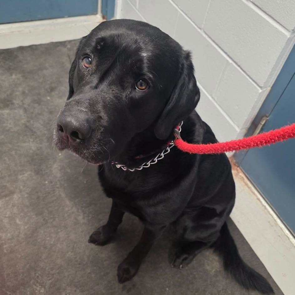 Found dog