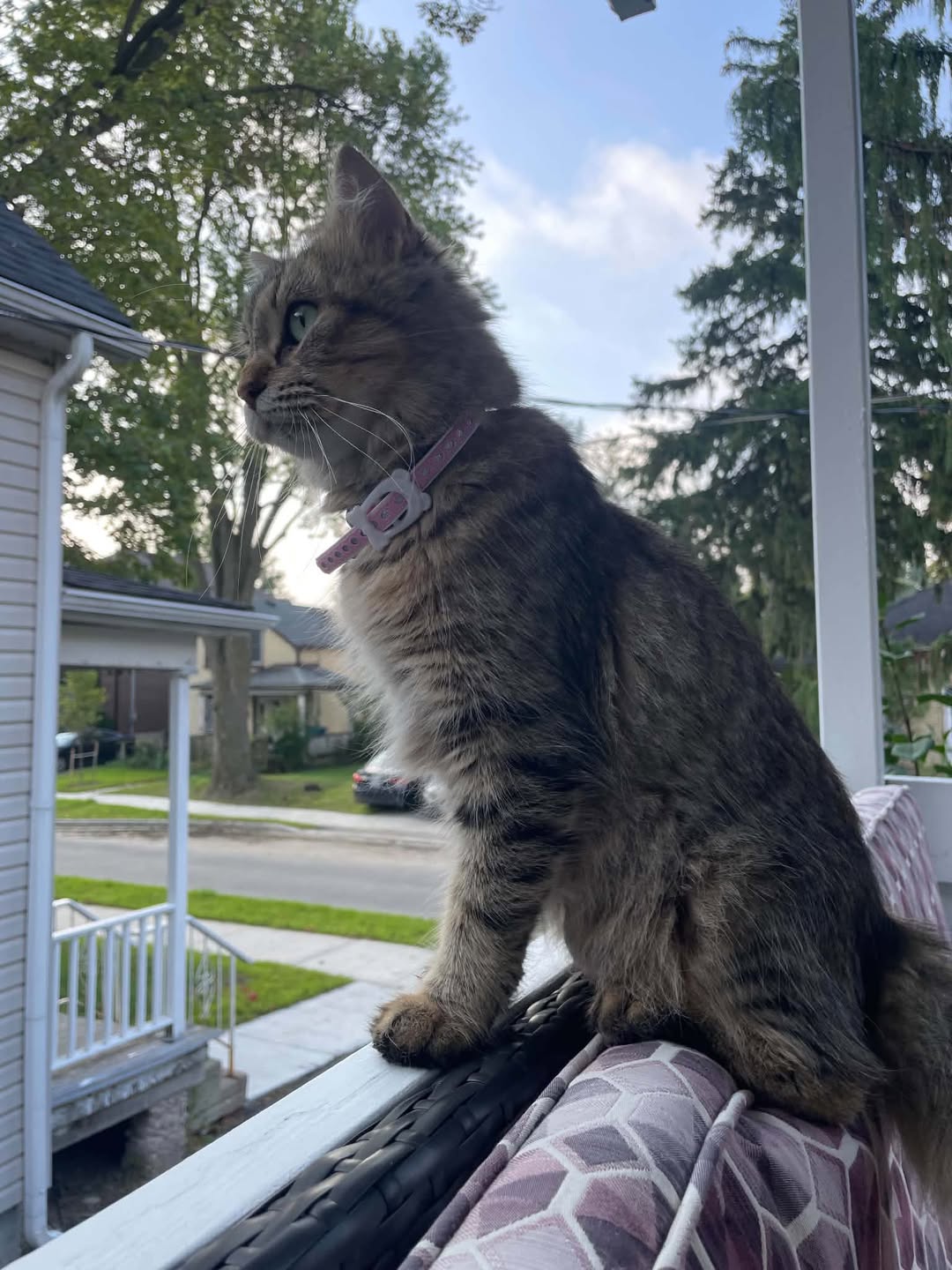 Found Cat in Stratford