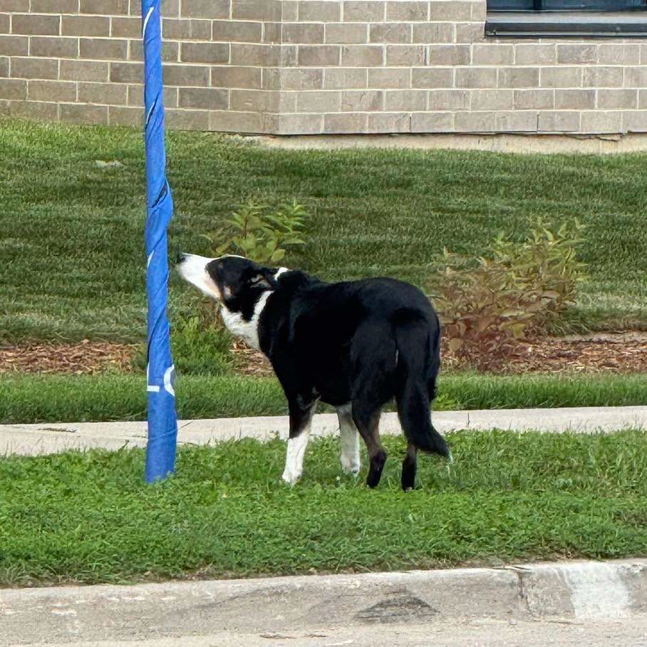 Found dog