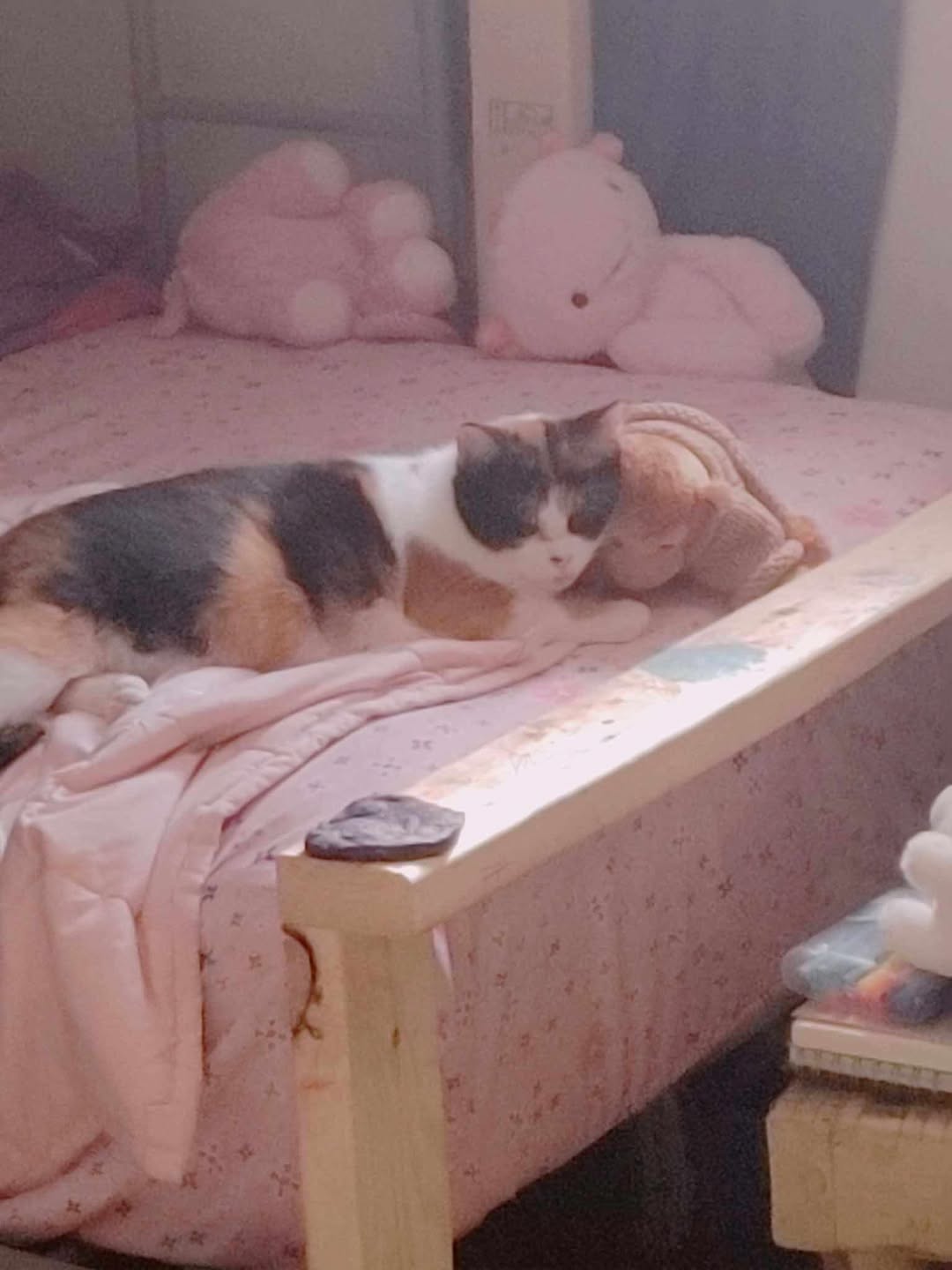 Lost Cat in Kitchener