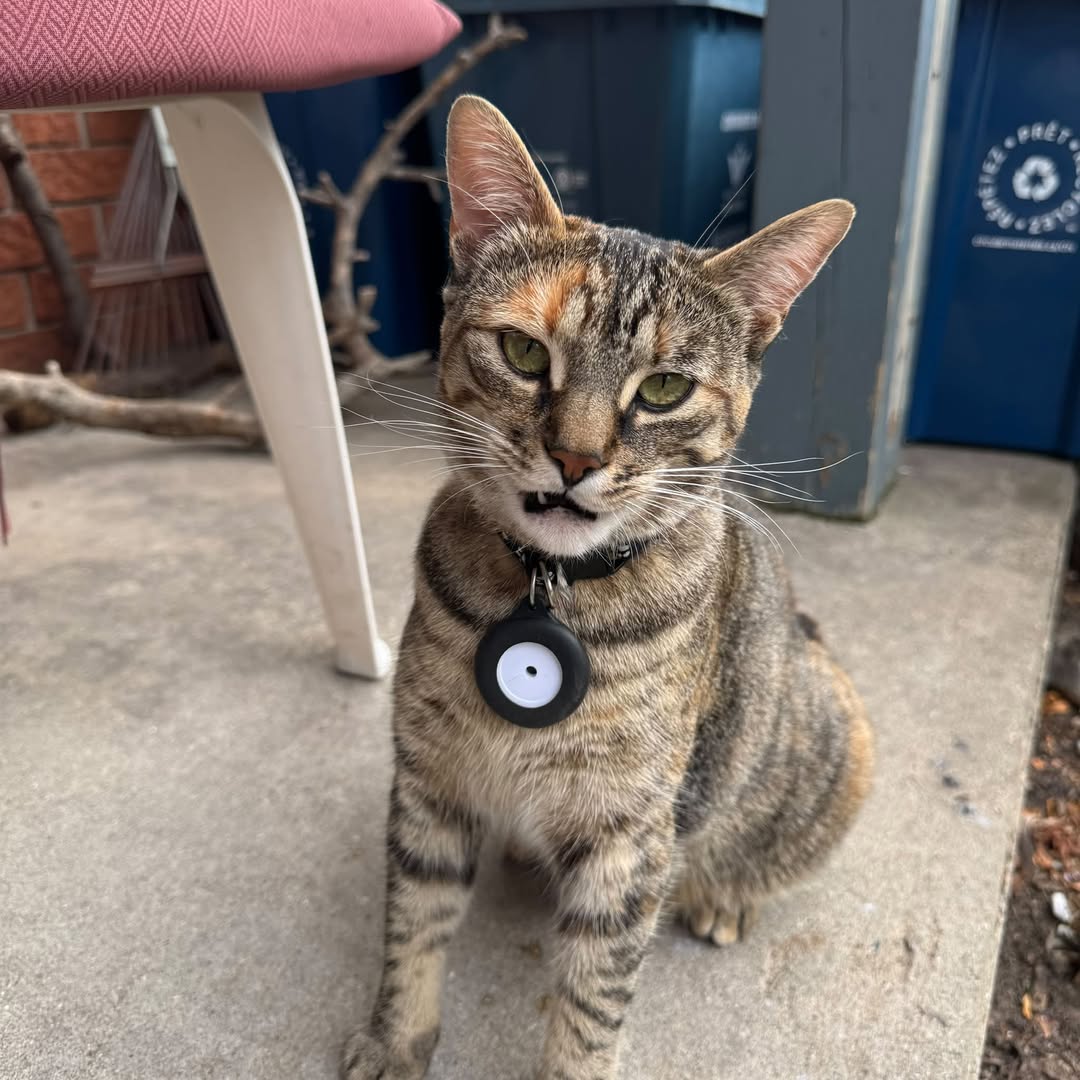 Found cat