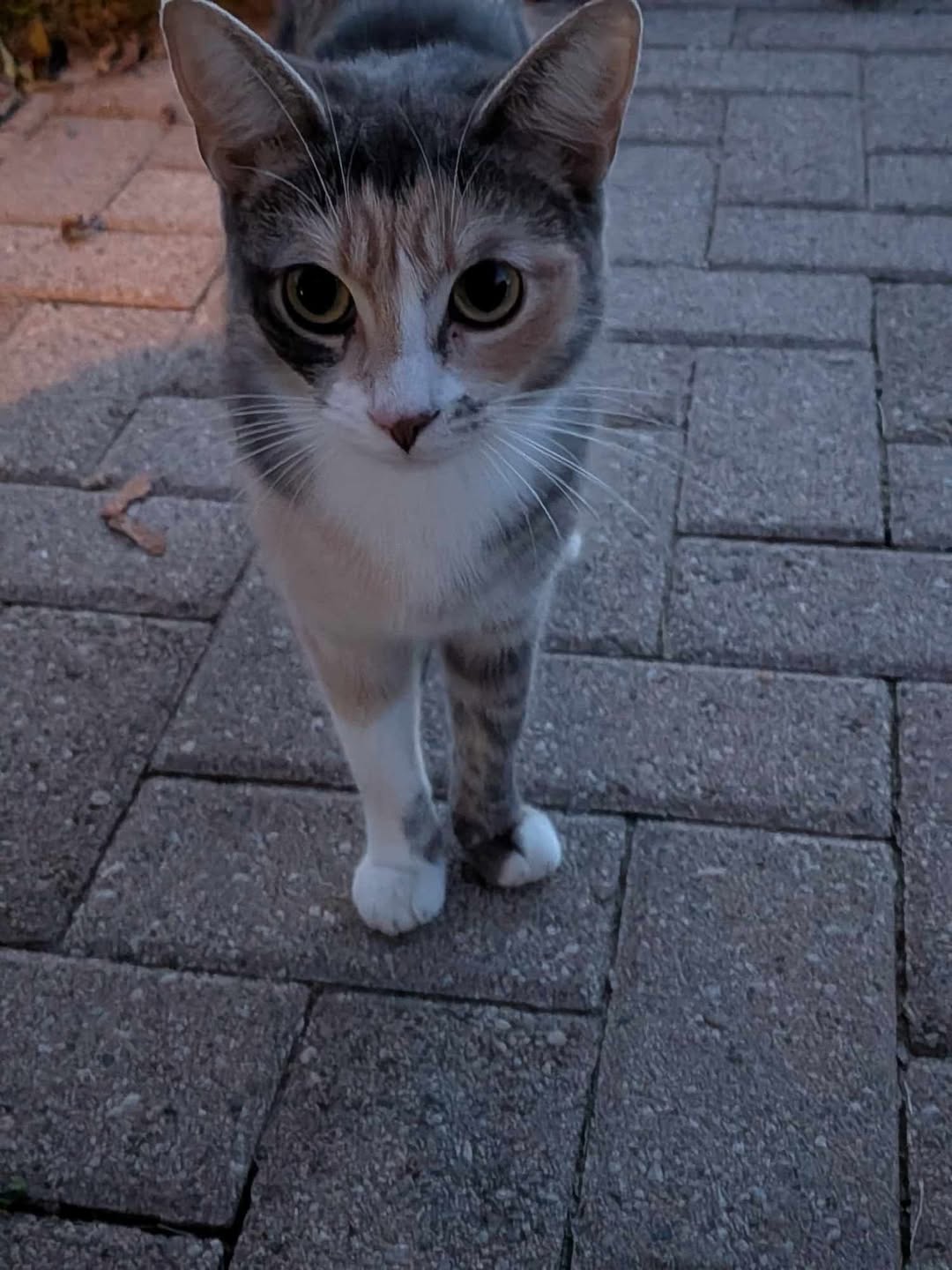 Lost Cat in Kitchener