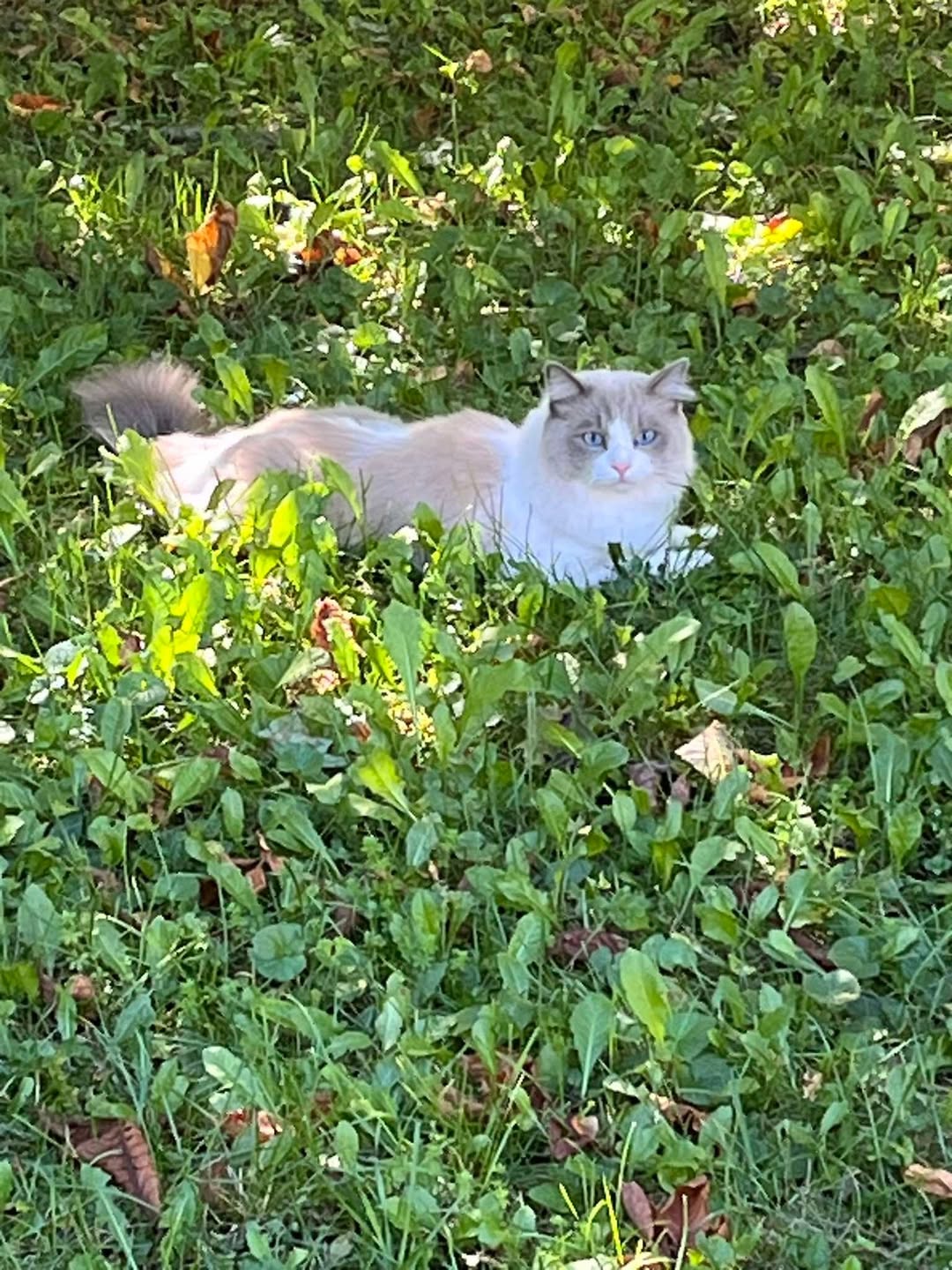 Found cat