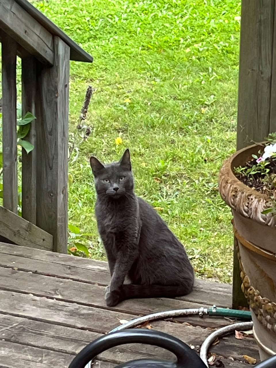 Found cat