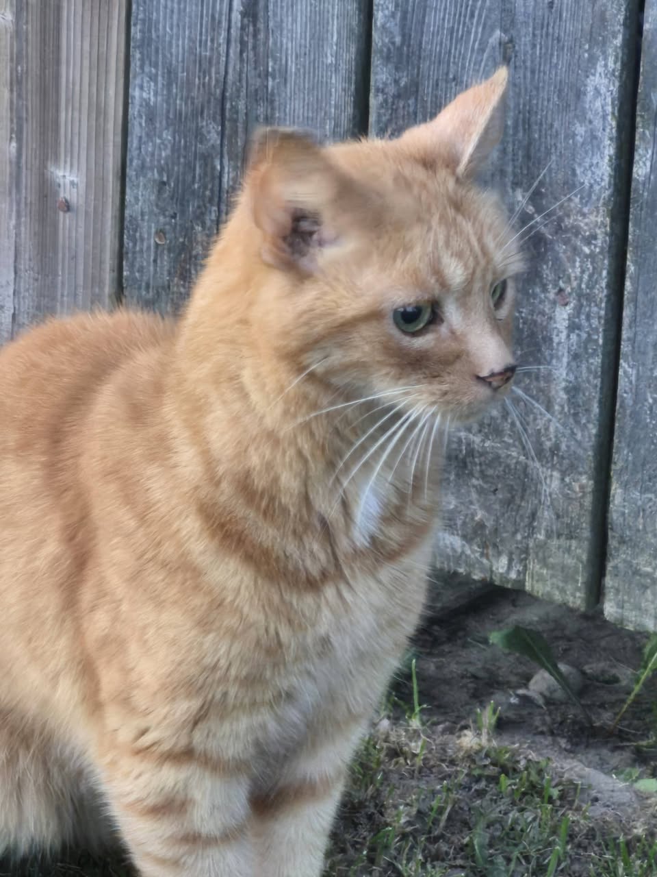 Found cat