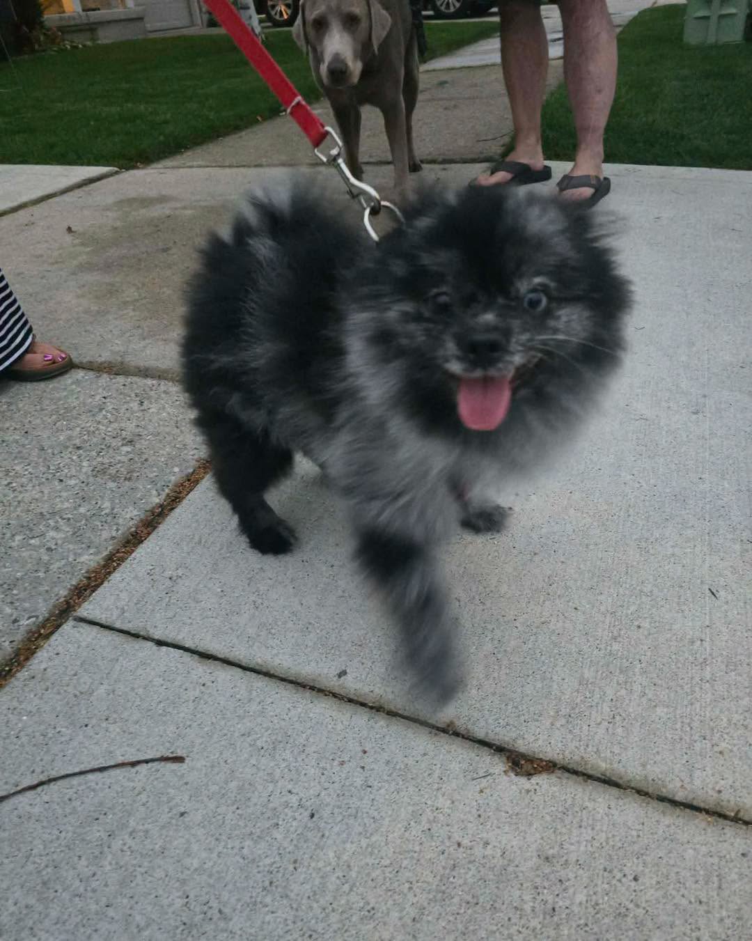 Found dog