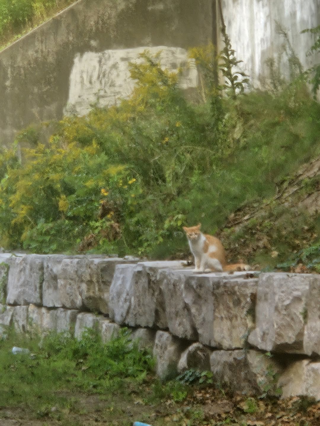 Found cat