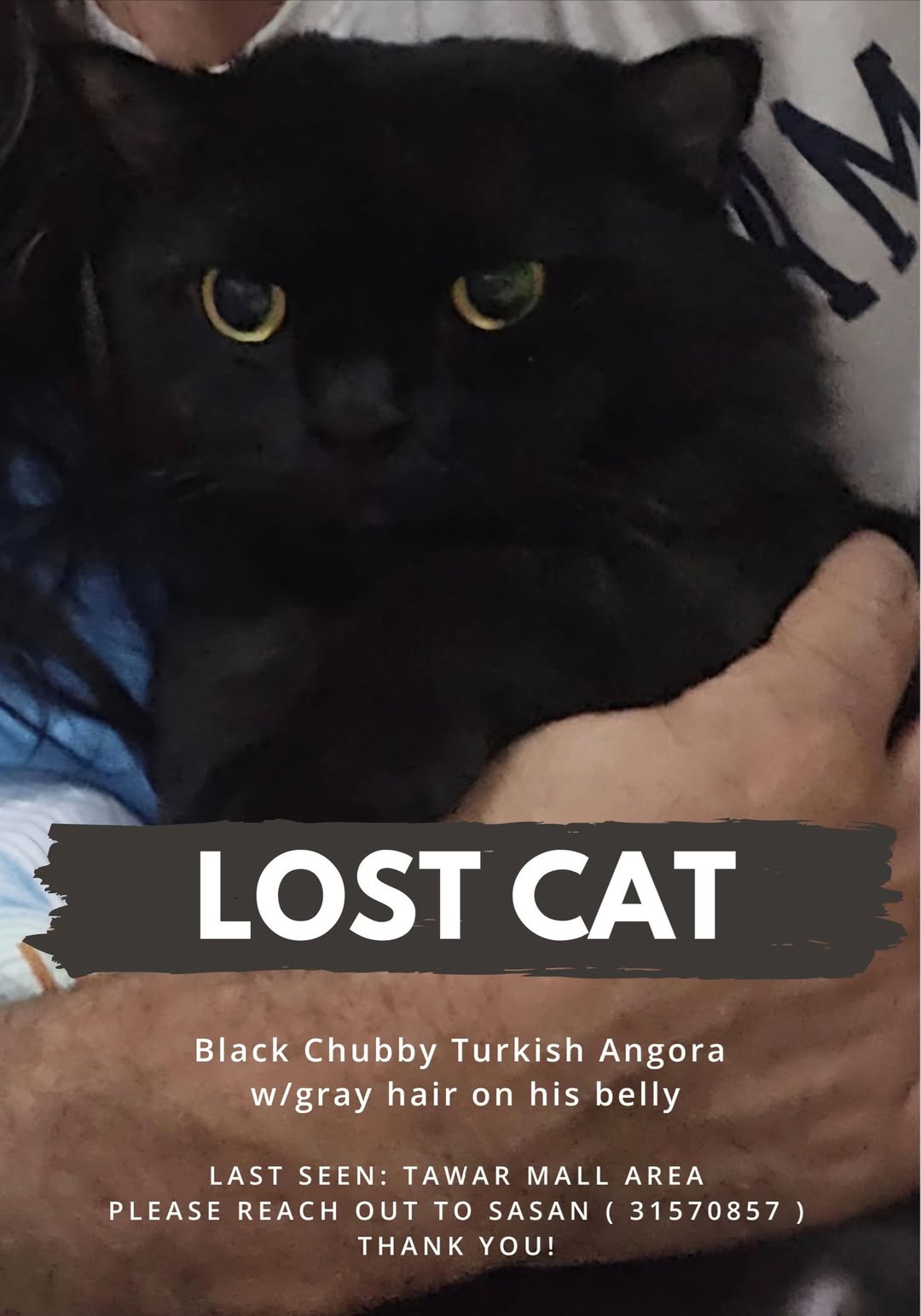 Lost cat