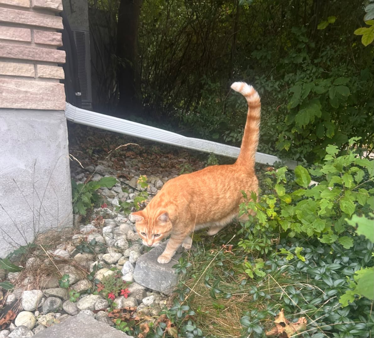 Found cat