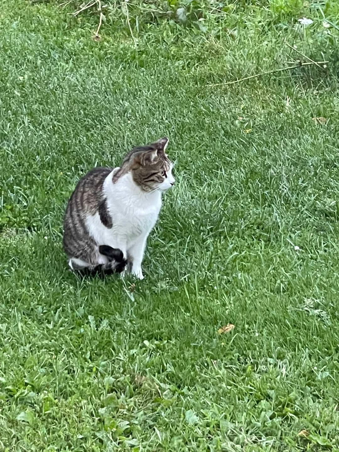 Found cat