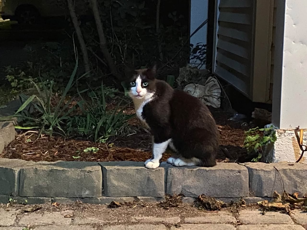 Found cat