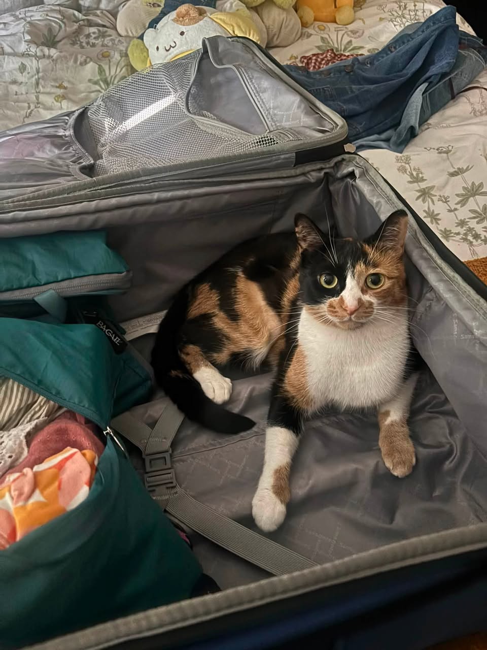 Lost Cat in Haddow