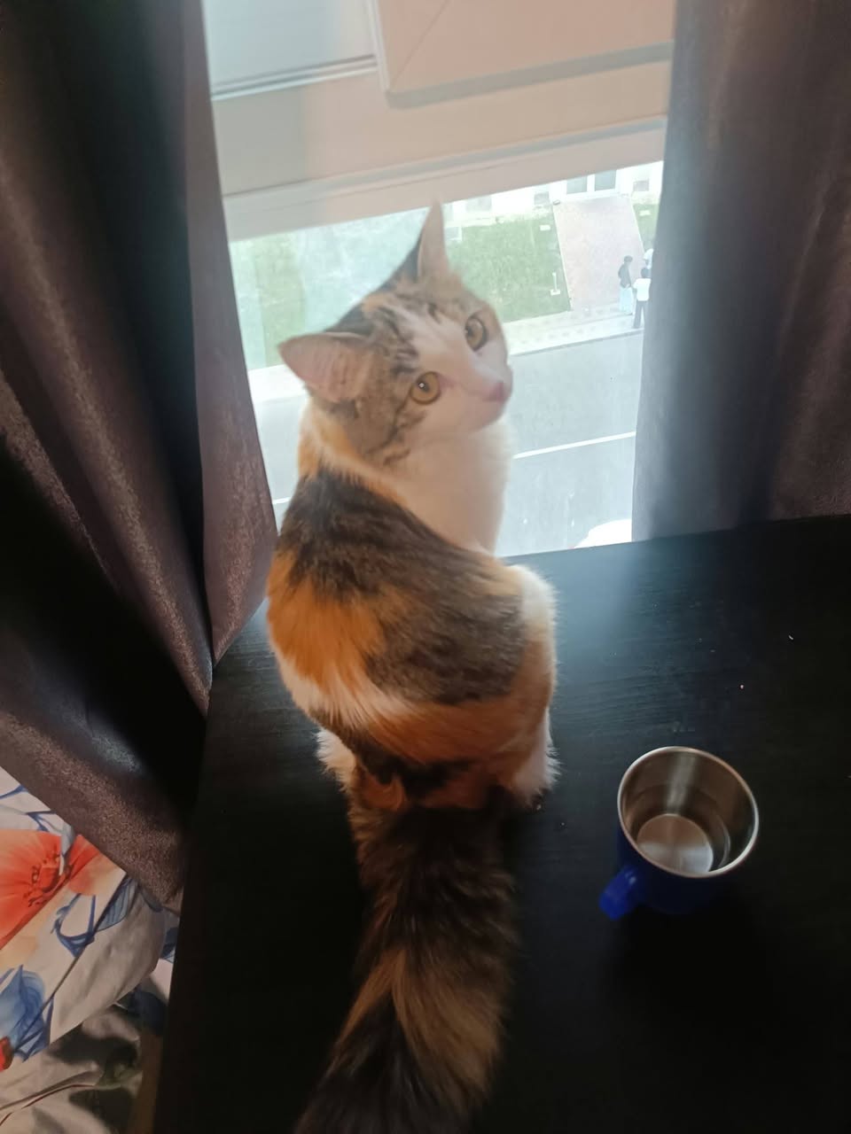 Found cat