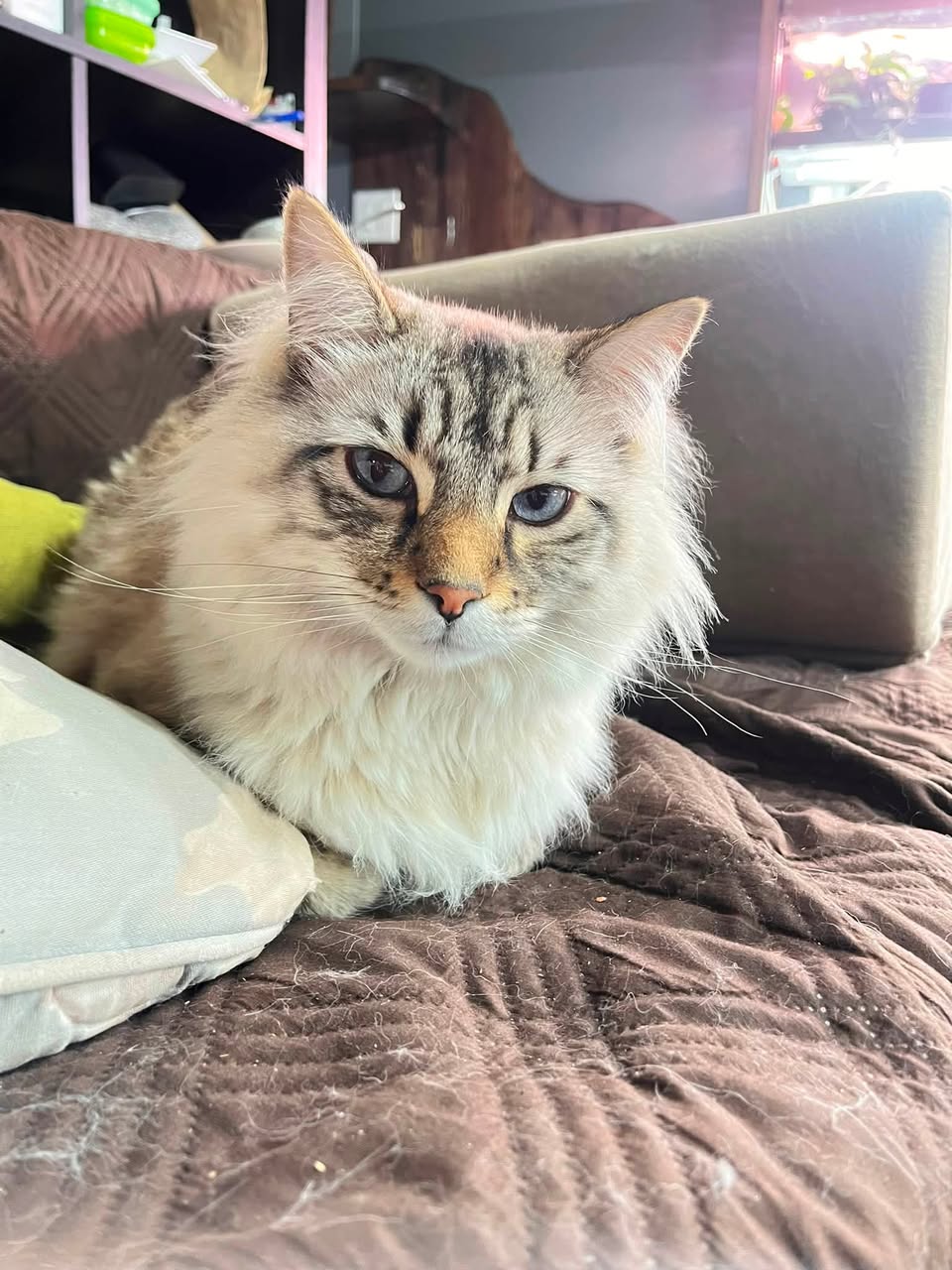 Found cat