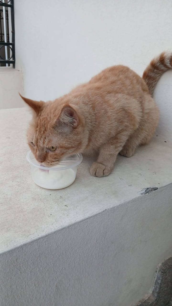 Found cat
