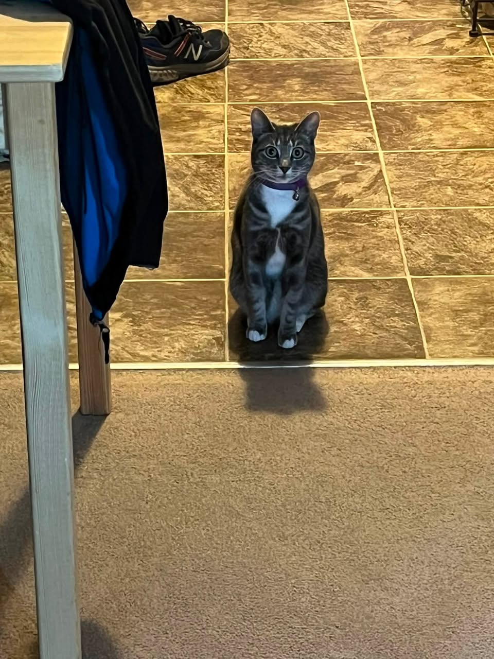 Lost cat