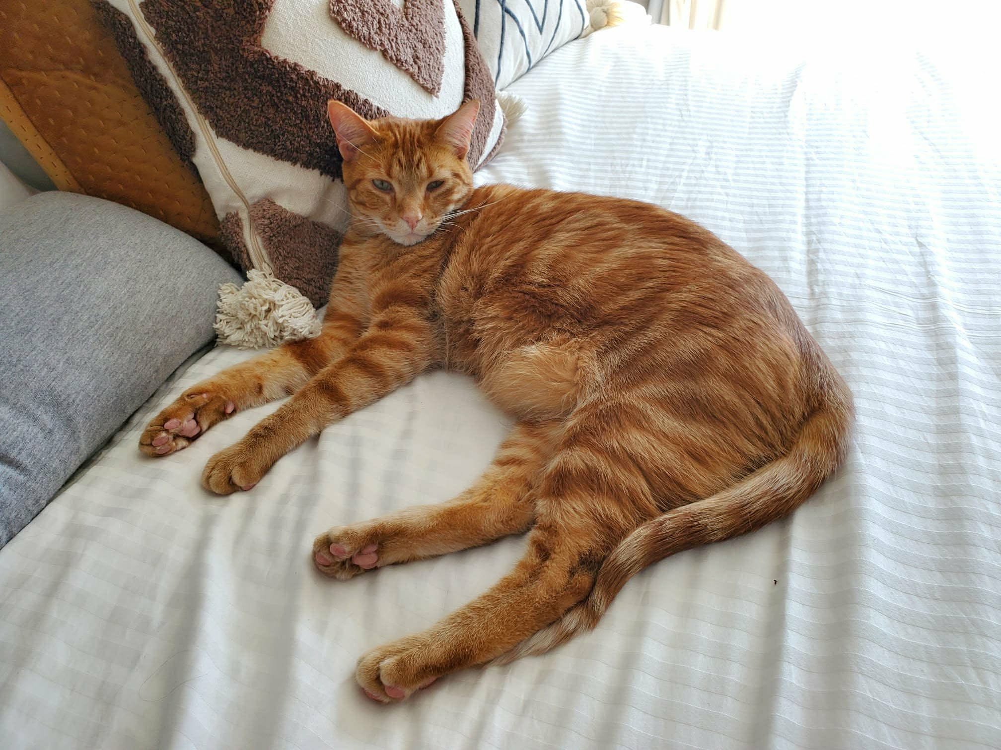 Lost Cat in Mill Woods