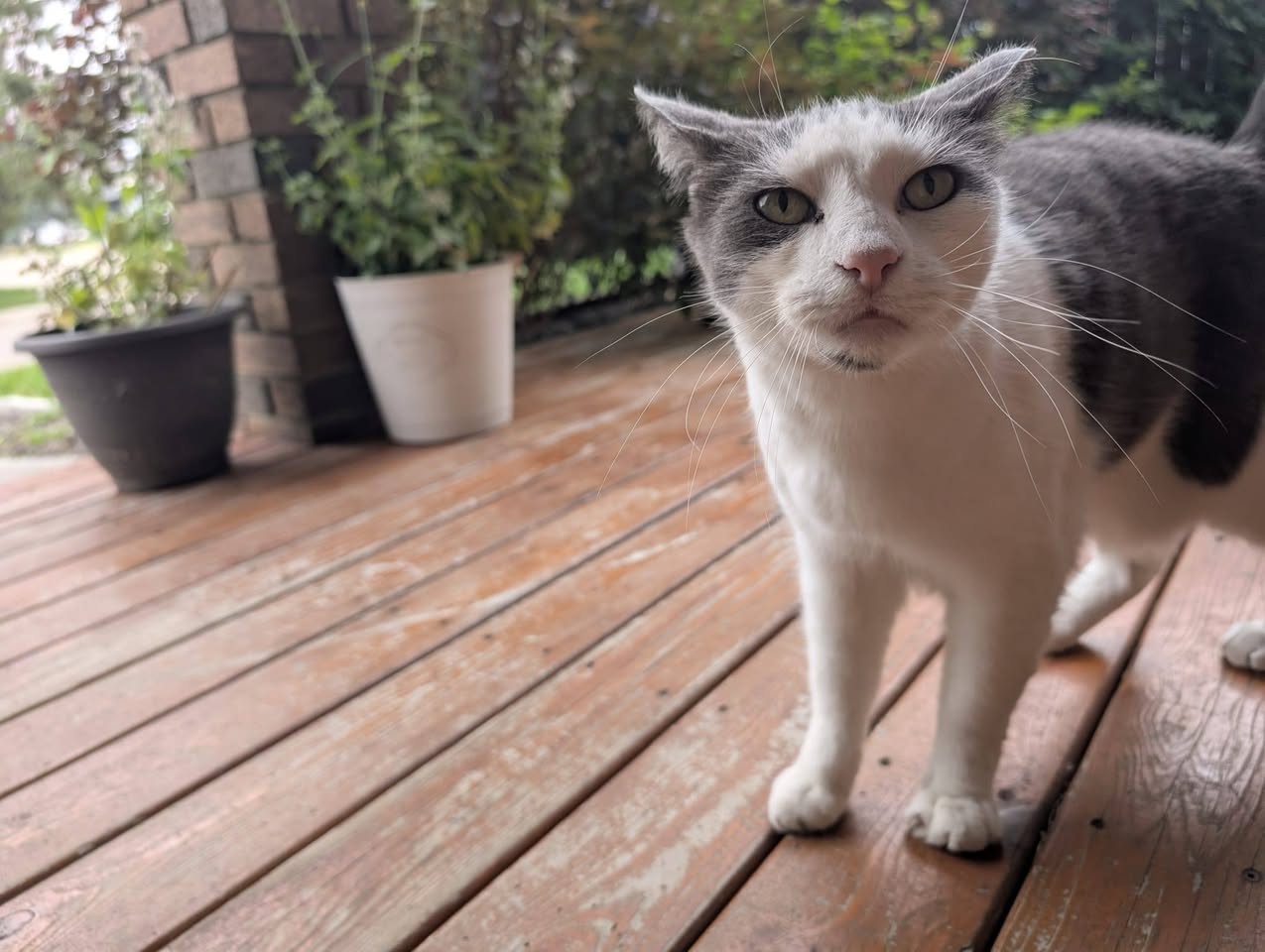 Found cat