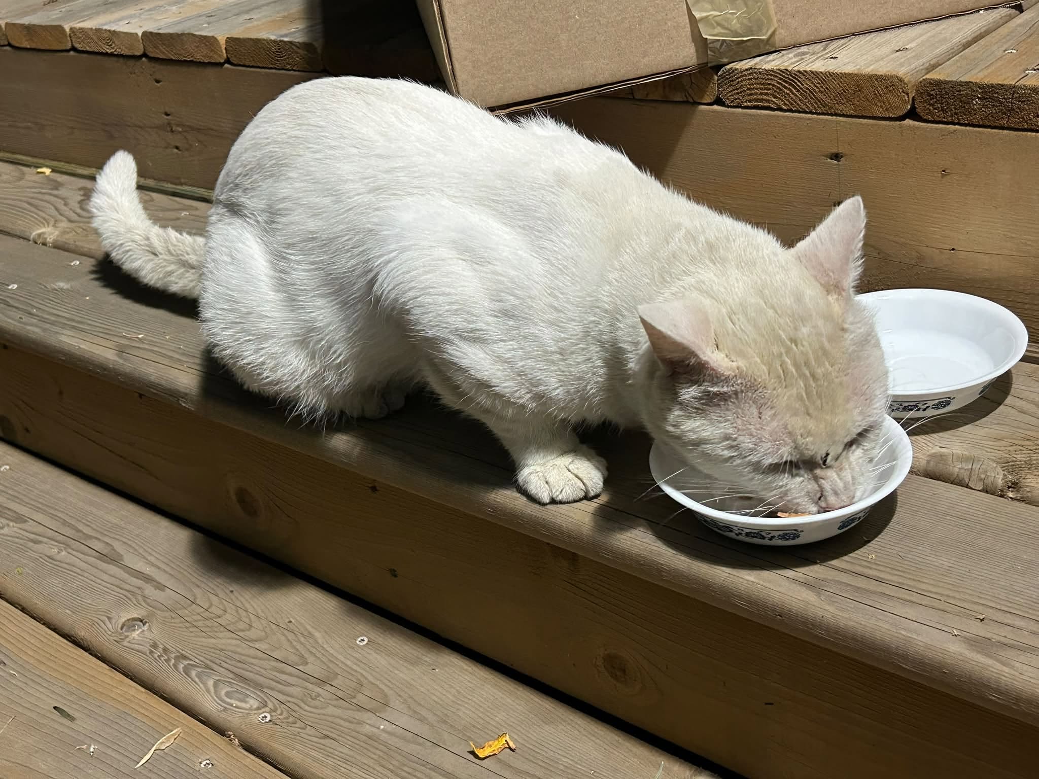 Found cat