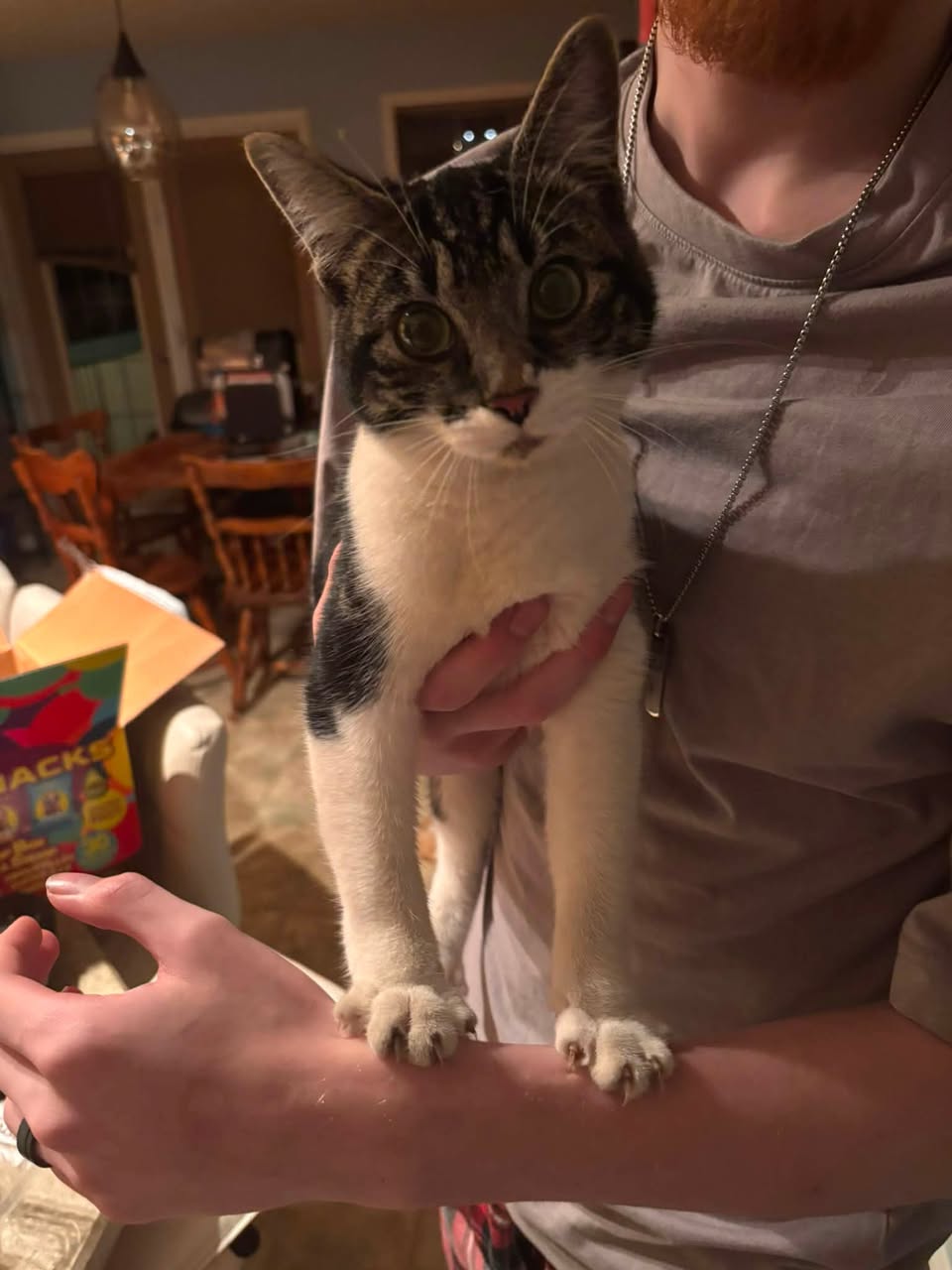 Found cat