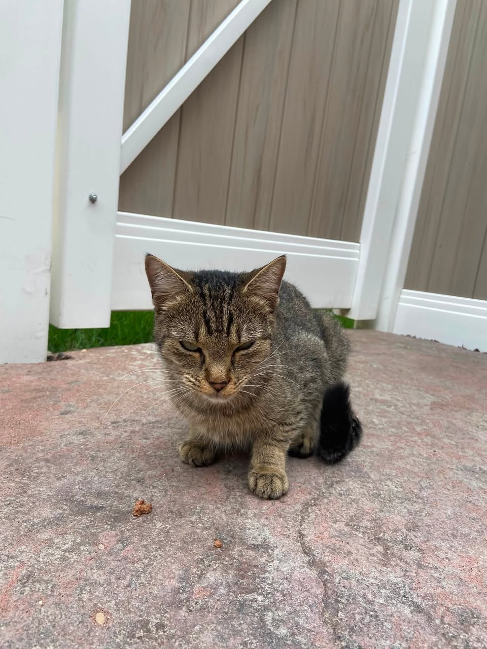Found cat
