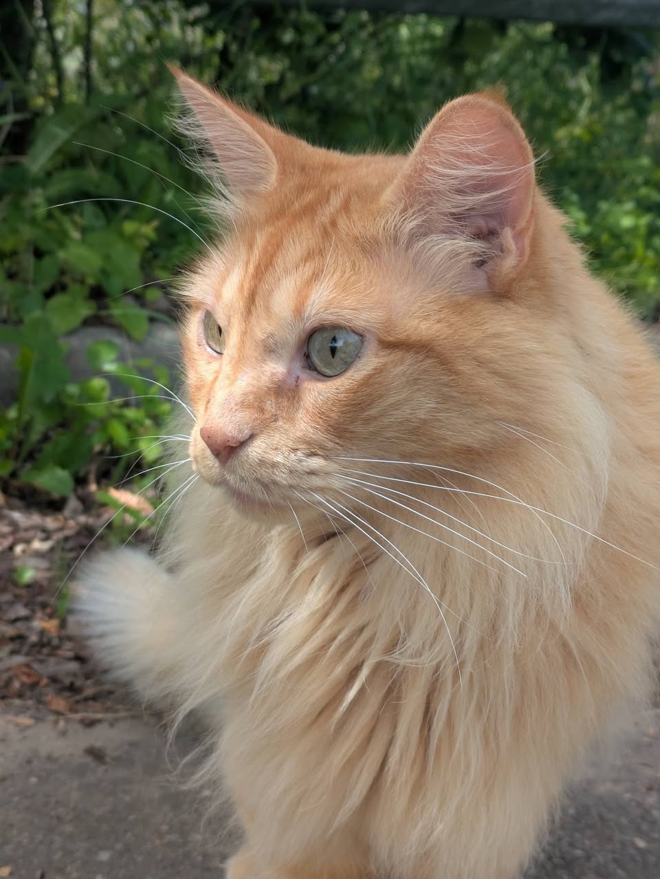 Found cat