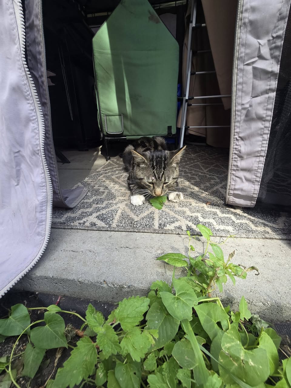 Found cat