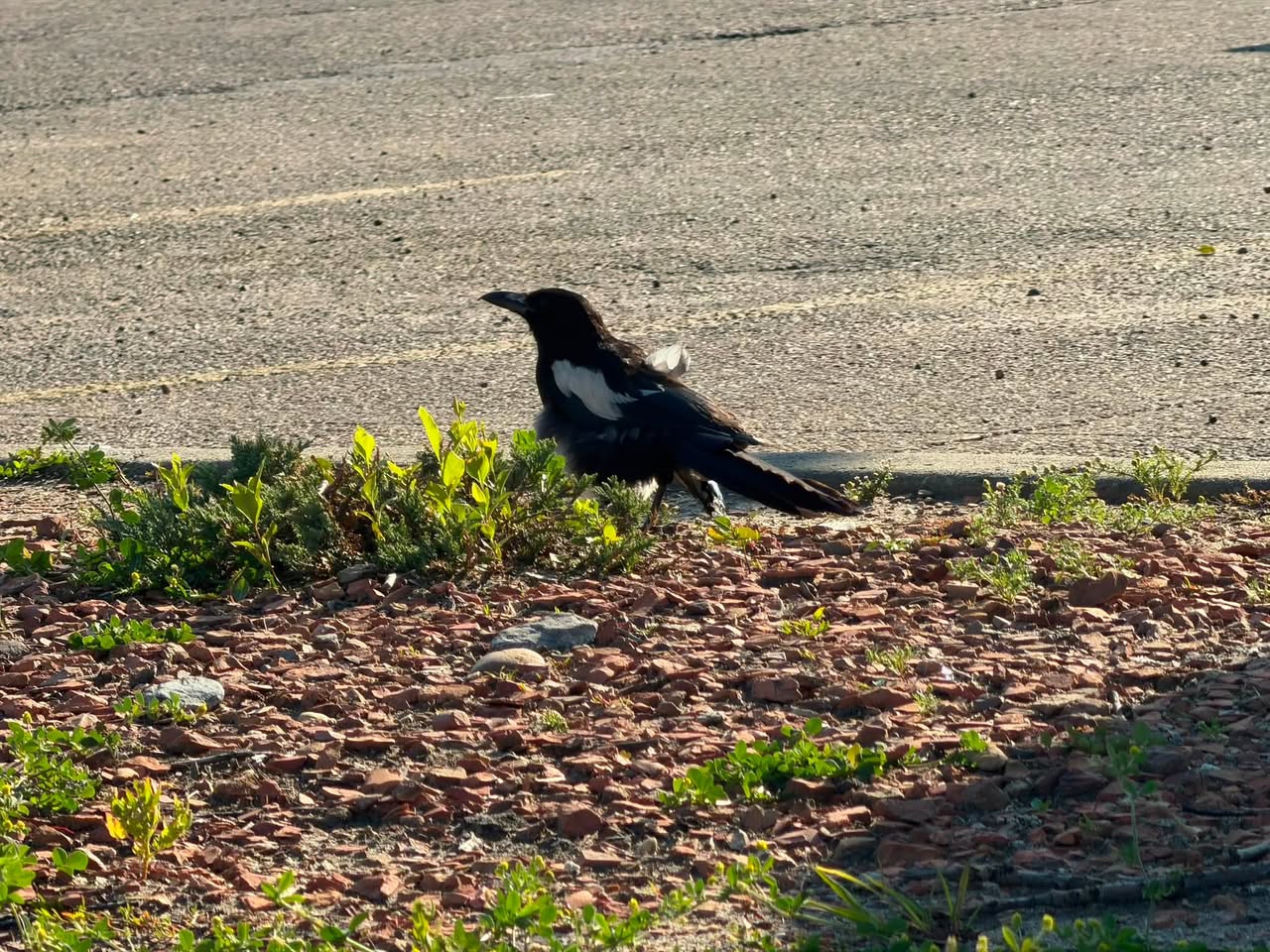 Found bird