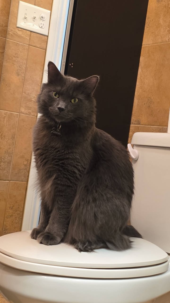 Lost cat
